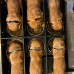 Puppy Brunch