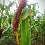 cornhub