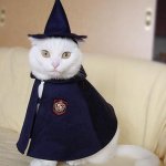 wizard cat