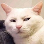 side eye cat