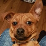 serious dog