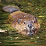 Beaver