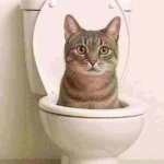 skibidi cat