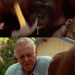 orangutan using tool