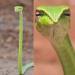 Green vine snake