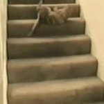 cat falling down stairs GIF Template