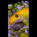 Fish kisses fish GIF Template