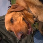 Smiling dog