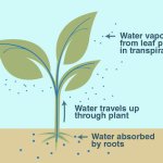Transpiration template