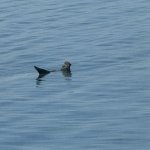Seal chilling