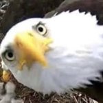 Eagle looking back