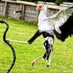 bird catching snake