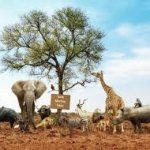 diverse group of animals