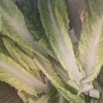 Lettuce go forth and serve