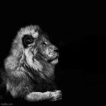 THE SIGMA LION