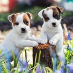 jack russell puppies