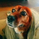 Dog icon