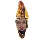 Konnor The Evil Korn