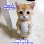 Do you have any Spa appointments this week? Pretty Polly Please | DO YOU HAVE ANY SPA  APPOINTMENTS; THIS WEEK? PRETTY POLLY PLEASE | image tagged in memes,cute cat | made w/ Imgflip meme maker