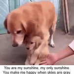 Mothers' Unconditional Love | You are my sunshine, my only sunshine.
You make me happy when skies are gray.
You'll never know, dear, how much I love 
you. Please don't take my sunshine away. | image tagged in gifs,babies,mothers,love,dogs,protection | made w/ Imgflip video-to-gif maker