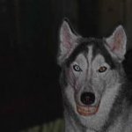 Smile dog #1