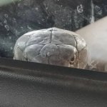 Angry snake meme