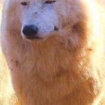 Serious Wolf