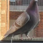 Pigeon defeating spikes