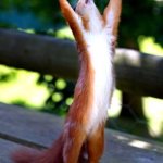 Yay Squirrel | YAAY! | image tagged in squirrel hands raised | made w/ Imgflip meme maker