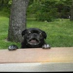 ErmahGerd Dog