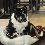 Tri English Bulldog “Millie”
