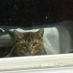 Sammi in window