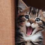 funny roaring kitty
