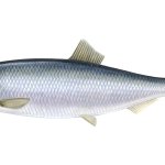 Hering