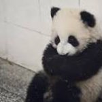 sad panda template