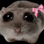 sad girl hampster