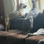 Dog Funny