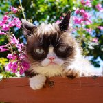 Grumpy cat wall garden