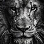 A lion doesn’t concern himseld | A SIGMA ONCE SAID:; SKIBIDDI | image tagged in a lion doesn t concern himseld | made w/ Imgflip meme maker
