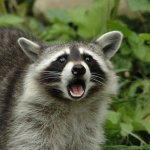 Surprised Racoon