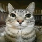 Cat stares at camera
