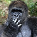 Gorilla