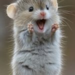 Cute mouse