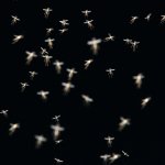 Bugs