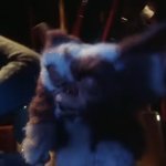 Gizmo Getting Wet