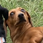 Who you lookin’ at?