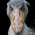 Shoebill