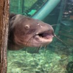Intrusive Catfish meme