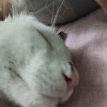 Sleeping Cat