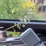 Wood smash silver squill